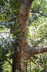 tree in the park