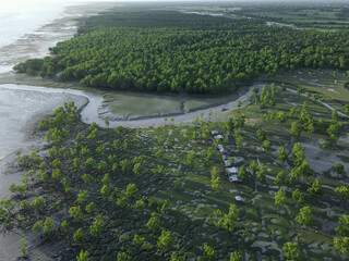 Seen of mangroves area