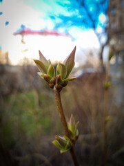 Plant bud. Spring. Start of a new life