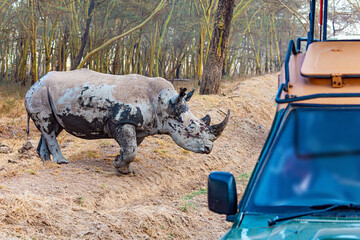 The huge rhinoceros - obrazy, fototapety, plakaty