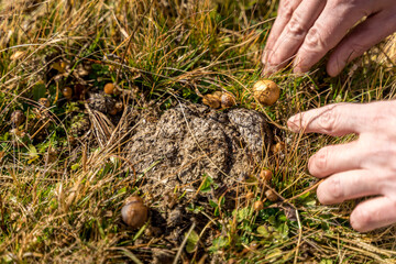 Man foraging, looking for psilocybin or magic mushroom, growing on horse dung - Haute-Savoie, France