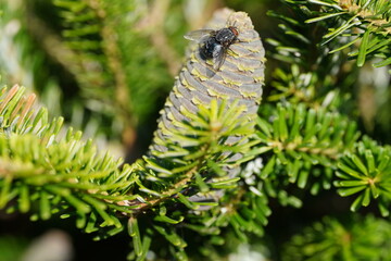 fly and young green cone
