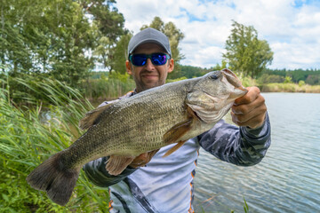 Bass fishing. Large bass fish in hands of pleased fisherman. Largemouth perch at pond - obrazy, fototapety, plakaty