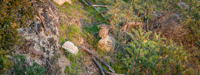 Long shot of owl watching over the stone