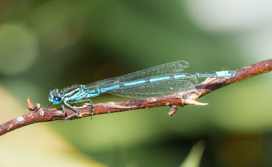 A blue damselfly sitting on a branch