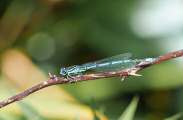A blue damselfly sitting on a branch