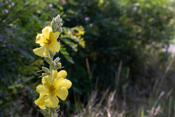 Yellow dense-flowered mullein. Tall yellow medicinal plant Verbascum densiflorum,  Denseflower mullein with yellow, edible flowers. Organic wild flower on the summer meadow