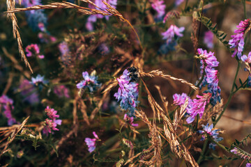 Obraz premium Bees and Flowers