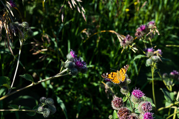 Fototapeta na wymiar Butterfly on purple flowers in the sunlight
