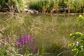 Fototapeta na wymiar Purple flowers over the river. Summer landscape. Rosebay Willowherb medicinal plant with bright flowers