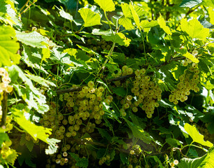 Brush of white currant berries and green leaves.