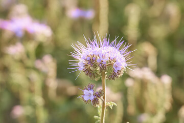 Purple flowers close up with a blurred background.