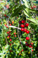Obraz premium cherry ripe dark red, natural