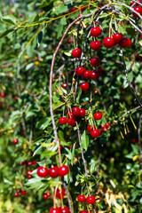 cherry ripe dark red, natural