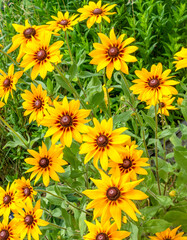 Yellow flowers on a green background.Rudbeckia.Natural natural background