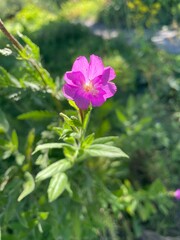 pink flowers in the garden