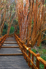 Wooden trail in Arrayanes National Park, Villa la Angostura, Argentina. A forest with orange-colored trees, the place that inspired Walt Disney.