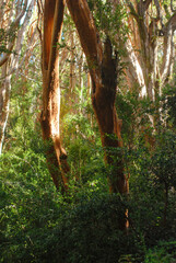 Vertical shot of trees in the forest of Los Arrayanes National Park in Argentina. Selective focus