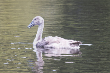 A young swan swims on the pond