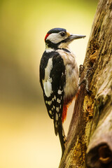 Great spotted woodpecker Dendrocopos major female pecking into the hollow of an old tree