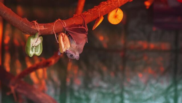 a small bat eats fruit on a branch in a glass enclosure.