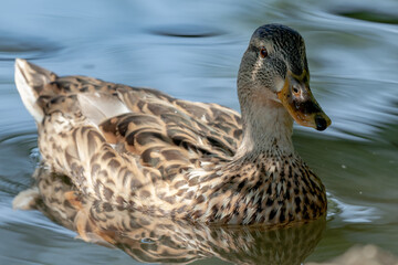 duck in the water