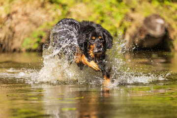 male dog hovawart gold and black running through the water he's spraying