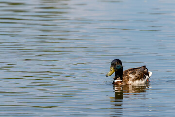 duck on the water