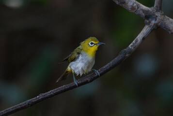 Swinhoe’s White-eye