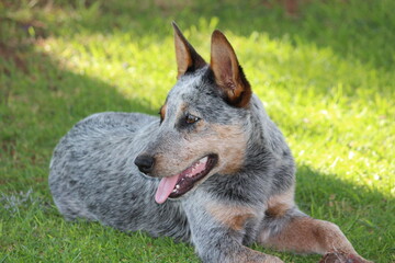 Australian Cattle dog, Blue Heeler, looking sideways. Lying on green grass