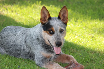 Naklejka na ściany i meble Australian Cattle dog, Blue Heeler, looking at me. Lying on green grass