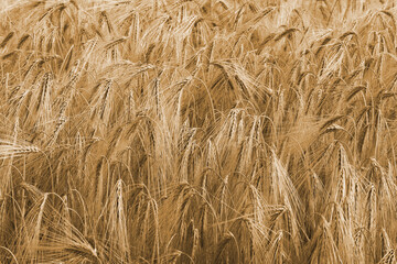 background of many ripe golden ears of wheat ready to be harvested in summer