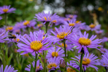 Obraz premium Aster himalaicus purple flowers with yellow centers, blooming in the garden.