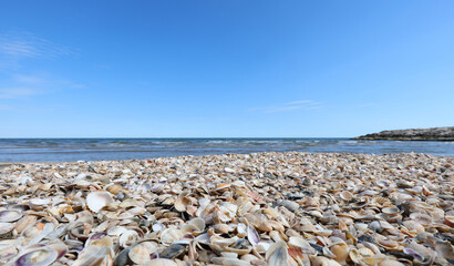 Fototapeta na wymiar tons of seashells by the sea of many sizes and types