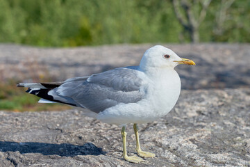 A seagull near on a granite stone in the sun.