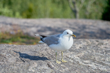 Obraz premium A seagull near on a granite stone in the sun.