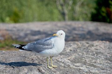 A seagull near on a granite stone in the sun.