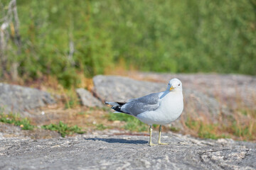 A seagull near on a granite stone in the sun.