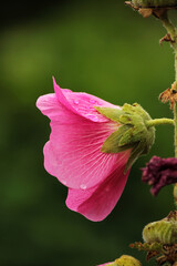 Pink mallow flower on a dark green background after the rain 



