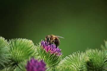 a small bee on a burdock flower on a green background 