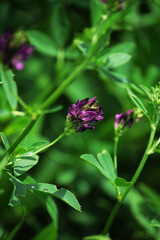 small purple wildflowers on a green background 