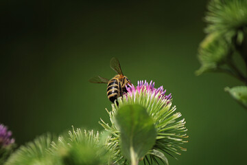 a small bee on a burdock flower on a green background 