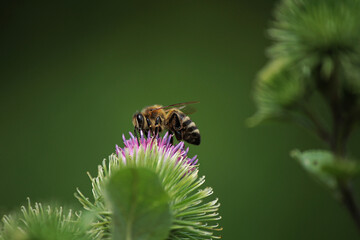 a small bee on a burdock flower on a green background 