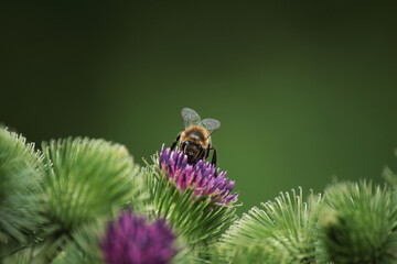 Fototapeta premium a small bee on a burdock flower on a green background 