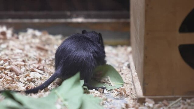 a black Mongolian gerbil in an aviary. 