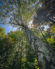 Fototapeta premium Baum in der Vogelwarte Sempach