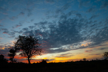 Obraz na płótnie Canvas sunset with tree