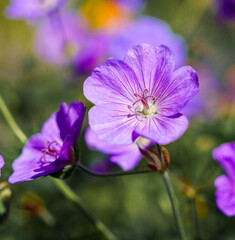 A mauve flower at a Sussex gardens