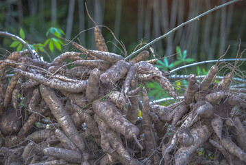 Farmers are harvesting good quality cassava from cassava fields.