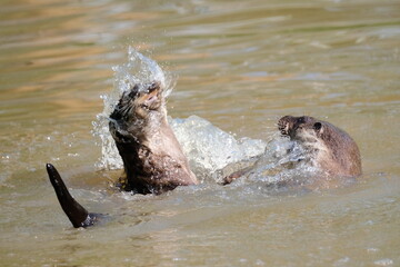 Fischotter beim Toben im Wasser